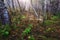 Amazing autumn landscape, misty and sunny birch forest with orange-cap boletus mushrooms, outdoor background