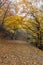 Amazing Autumn Landscape of mountain foodpath, Vitosha Mountain,Bulgaria