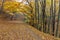 Amazing Autumn panorama of mountain foodpath, Vitosha Mountain, Bulgaria