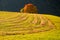 Amazing autumn rural landscape with lonely yellow tree on pasturage
