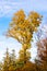 Amazing autumnal landscape with colorful oak tree
