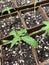 Amazing baby hemp plant young growth