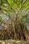 Amazing Banyan Tree