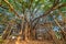 Amazing Banyan Tree.