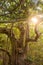 Amazing Banyan Tree in morning sunlight