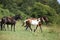 Amazing batch of horses on pasturage