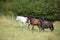 Amazing batch of horses on pasturage