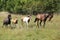 Amazing batch of horses on pasturage