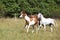 Amazing batch of horses on pasturage