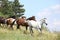 Amazing batch of horses on pasturage