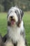 Amazing Bearded collie sitting