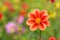 Amazing beautiful bokeh background with bright red or pink or coral dahlia flowers. A colorful floral nature greeting or