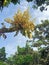 Amazing Beautiful Flower of manggo tree