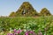 Amazing beautiful green high pyramids made from flowers in the garden