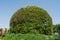 Amazing beautiful green round hill made from flowers in the garden