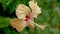 Amazing beautiful hibiscus rosa sinensis flower during blossom close up