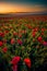 Amazing beautiful multitude of poppies growing in a field of wheat