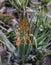 Amazing beautiful rare flowers Aloe vera plants, tropical green plants suffer the hot weather. A flower of scarlet faith. Selectiv