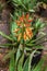 Amazing beautiful rare flowers Aloe vera plants, tropical green plants suffer the hot weather. A flower of scarlet faith. Selectiv