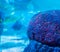 Amazing beautiful underwater aquatic sea landscape background of a red brain coral in close up with swimming fish in the backgroun