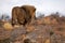 Amazing big male lion in the savannah of Namibia