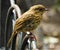 Amazing bird with closed beak and with yellow and brown feathers is sitting on iron fence.