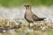 Amazing bird Collared pratincole Glareola pratincola from region Castilla-La Man