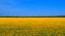 Amazing bird s eye view of a huge sunflower field in Russia in summer. The landscape with rows of sunflowers, and their