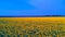 Amazing bird s eye view of a huge sunflower field in Russia in summer. The landscape with rows of sunflowers, and their