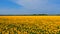 Amazing bird s eye view of a huge sunflower field in Russia in summer. The landscape with rows of sunflowers, and their