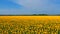 Amazing bird s eye view of a huge sunflower field in Russia in summer. The landscape with rows of sunflowers, and their