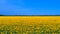 Amazing bird s eye view of a huge sunflower field in Russia in summer. The landscape with rows of sunflowers, and their