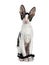 Amazing black bicolor Cornish Rex cat on white background