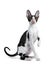 Amazing black bicolor Cornish Rex cat on white background