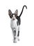 Amazing black bicolor Cornish Rex cat on white background