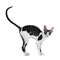 Amazing black bicolor Cornish Rex cat on white background