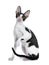 Amazing black bicolor Cornish Rex cat on white background