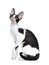 Amazing black bicolor Cornish Rex cat on white background