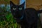 Amazing black cat with amazing eyes