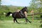 Amazing black dutch warmblood running