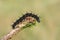 Amazing black figured caterpillar eating a leaf on green spring meadow