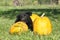 Amazing black puppy of German shepherd with pumpkin