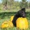 Amazing black puppy of German shepherd with pumpkin
