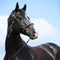 Amazing black welsh part-bred stallion