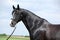 Amazing black welsh part-bred stallion