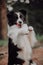 Amazing black and white border collie do a trick in the forest