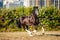 Amazing black with white cart horse stallion gallop freely in the paddock during summer time