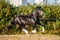 Amazing black with white cart horse stallion gallop freely in the paddock during summer time