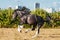 Amazing black with white cart horse stallion gallop freely in the paddock during summer time