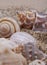 An amazing black and white photography of unique  conch seashells near each other.